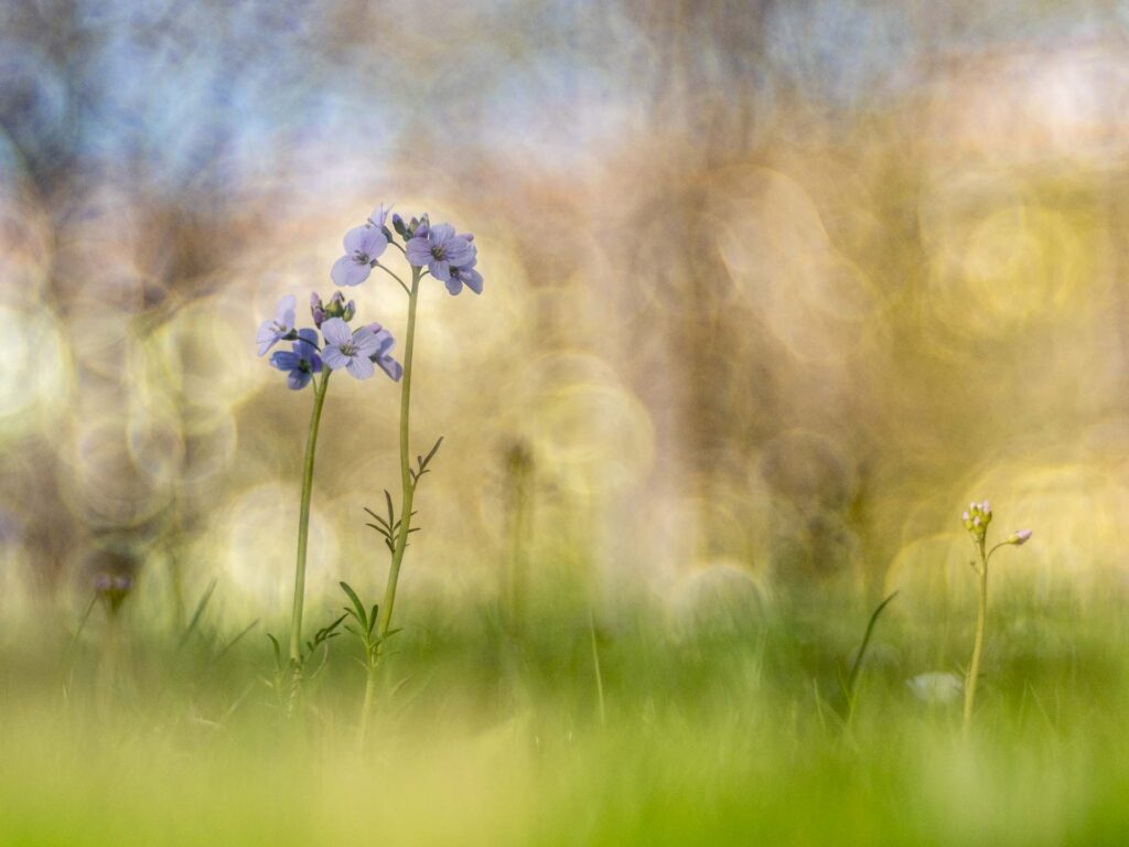 Poesie der Natur